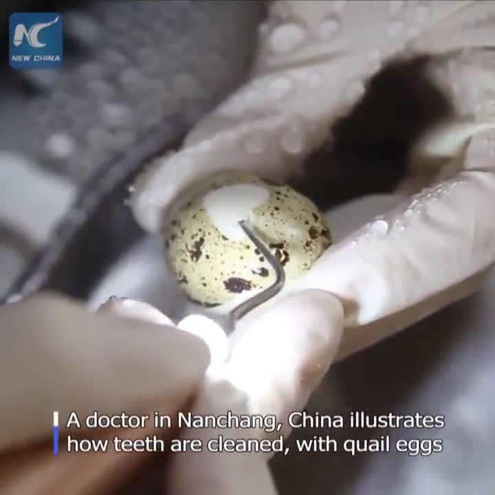 ウズラの卵で見せる歯科医のクリーニング技術