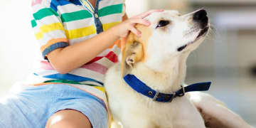 小児歯科医院でデンタルアシスタント犬が活躍　「不安を和らげる効果が抜群」